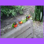 Three Lorikeets.jpg